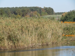 Phragmites australis altissimus