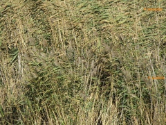 Phragmites australis altissimus