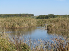 Phragmites australis altissimus