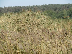 Phragmites australis altissimus