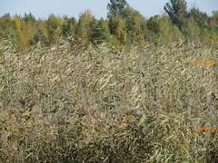 Phragmites australis altissimus