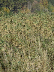 Phragmites australis altissimus