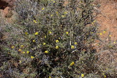 Osteospermum spinescens