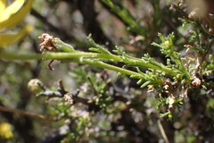 Osteospermum spinescens