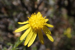 Osteospermum spinescens