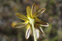 Osteospermum spinescens