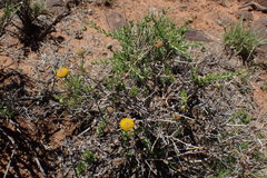Pentzia sphaerocephala