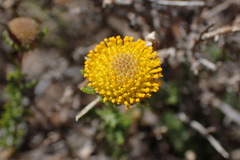 Pentzia sphaerocephala