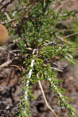 Pentzia sphaerocephala