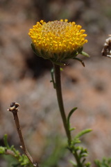 Pentzia sphaerocephala