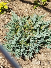 Juniperus horizontalis