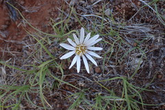 Gazania jurineifolia