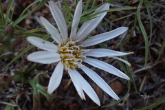 Gazania jurineifolia