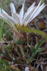 Gazania jurineifolia