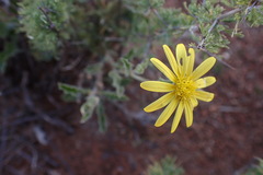 Osteospermum scariosum