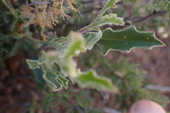 Osteospermum scariosum