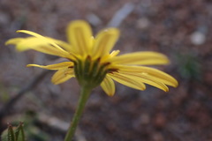 Osteospermum scariosum