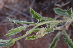 Osteospermum scariosum