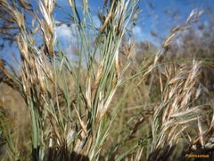 Phragmites australis altissimus