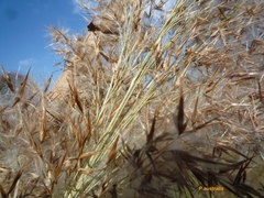 Phragmites australis australis