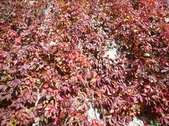 Parthenocissus inserta