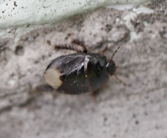 Microporus nigrita