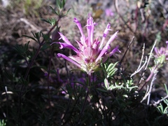 Thymus longiflorus
