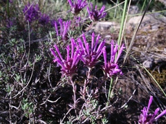 Thymus longiflorus