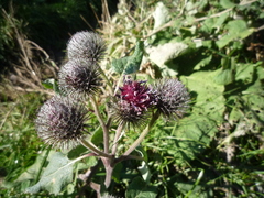 Arctium × ambiguum