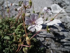 Erodium cheilanthifolium