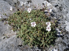 Erodium cheilanthifolium