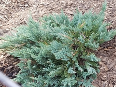 Juniperus horizontalis