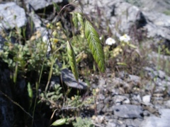 Bromus arvensis