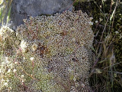 Saxifraga erioblasta
