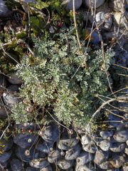 Anthemis punctata cupaniana