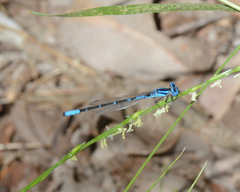 Austroagrion cyane