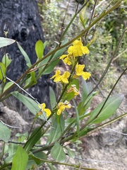 Goodenia decurrens
