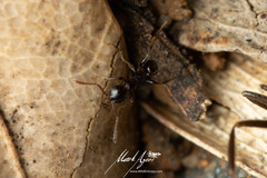 Pheidole variabilis praedo