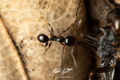 Pheidole variabilis praedo
