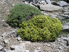 Vella spinosa