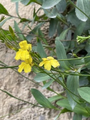 Goodenia decurrens