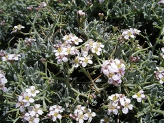 Hormathophylla spinosa
