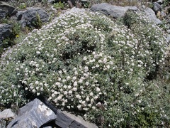 Hormathophylla spinosa