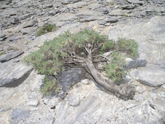 Astragalus granatensis