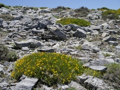 Genista longipes