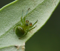 Araneus cyrtarachnoides