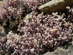 Sedum mucizonia