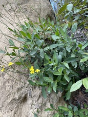 Goodenia decurrens