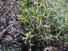 Bupleurum spinosum