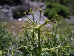 Bupleurum spinosum